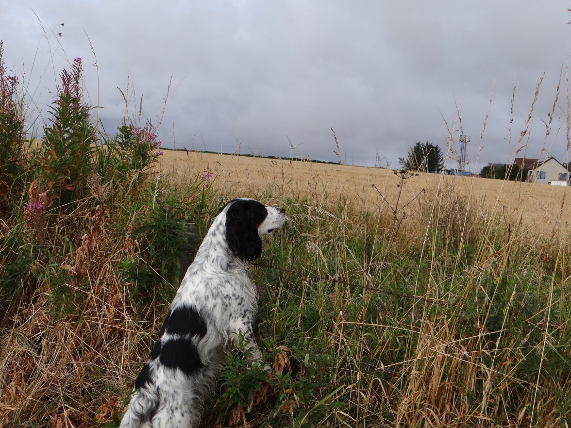 INCA ON SCENT 1 260823.jpg