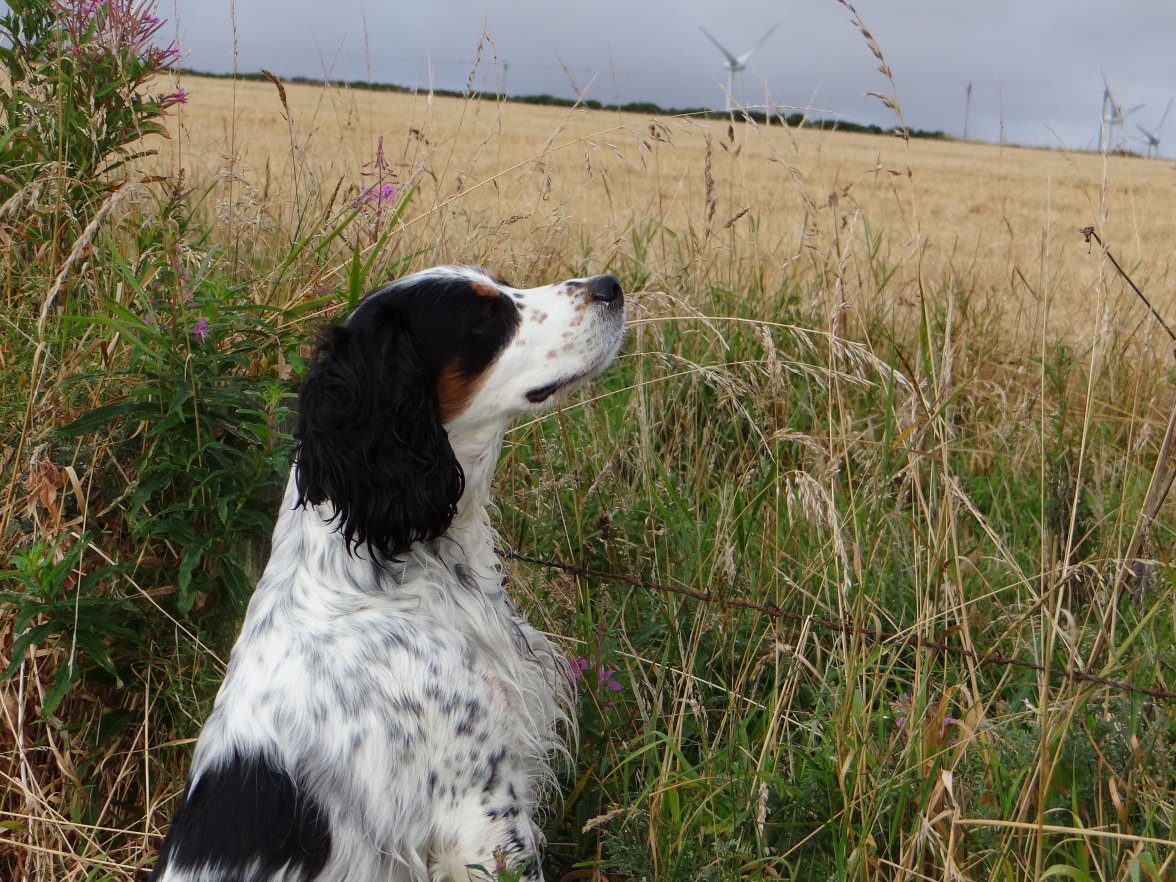 INCA ON SCENT 2 260823.jpg