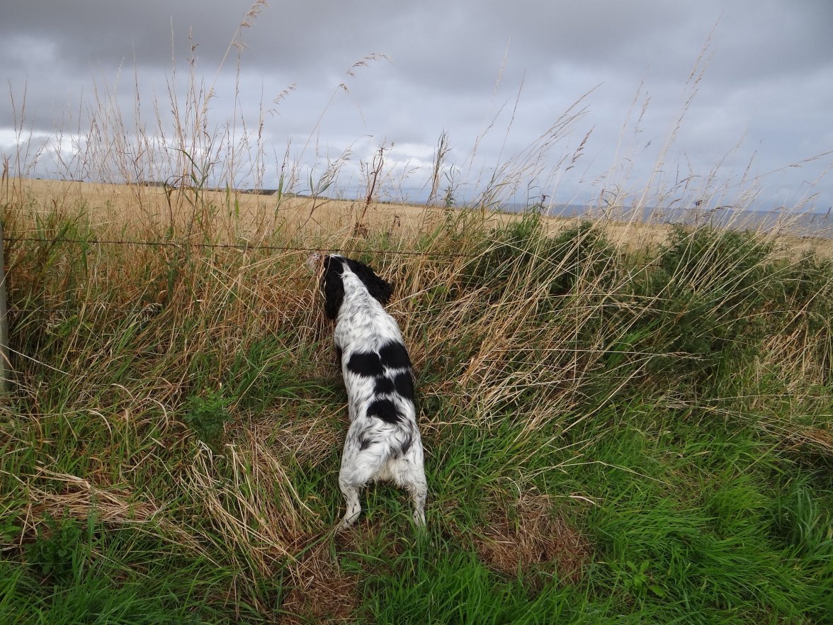 INCA ON SCENT 4 260823.jpg