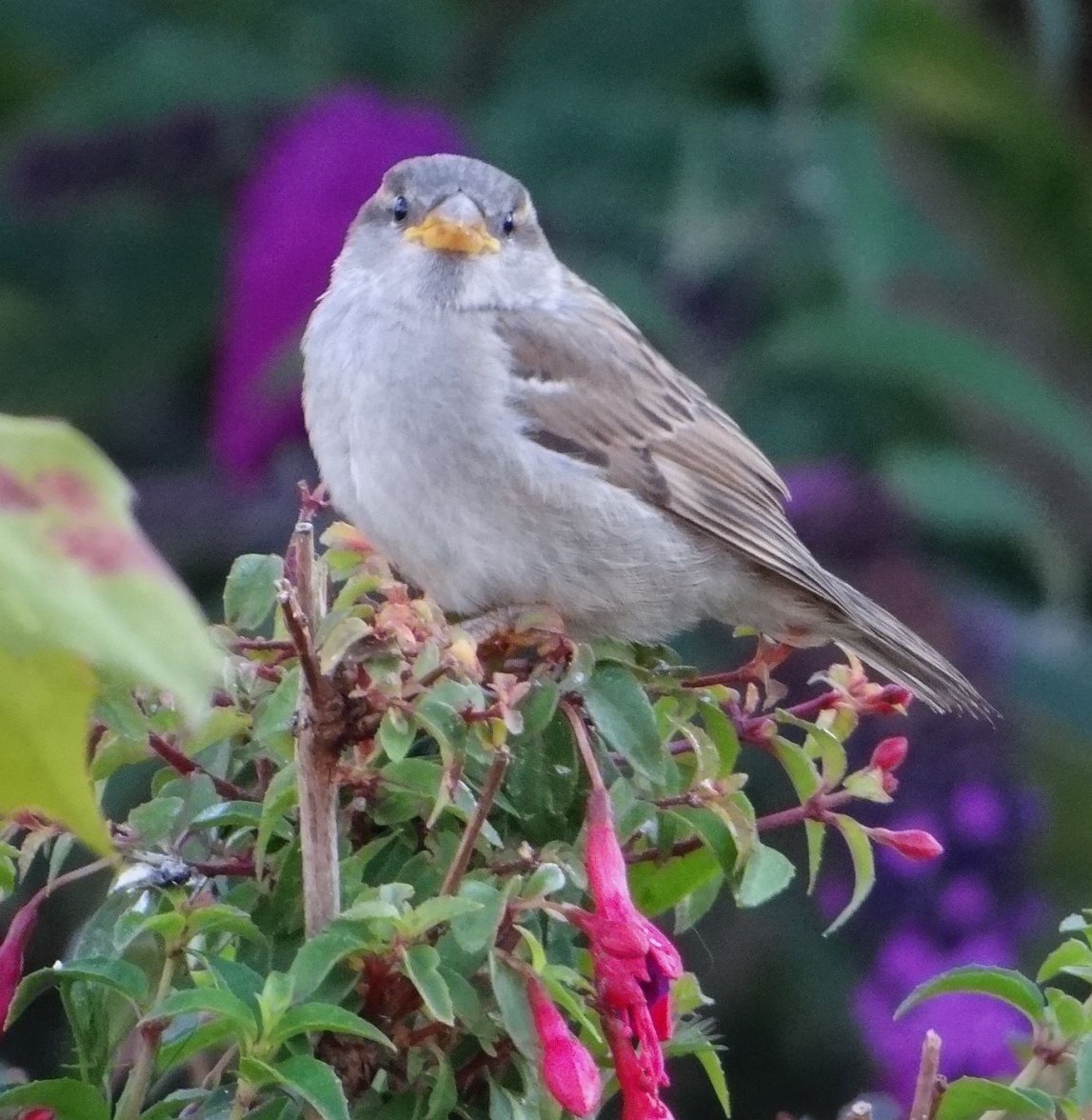 HEN SPARROW 17 310723.jpg