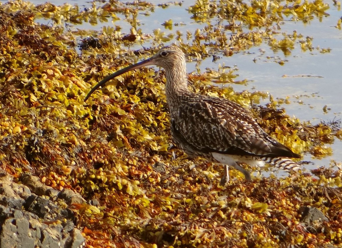 CURLEW 1 300823.jpg