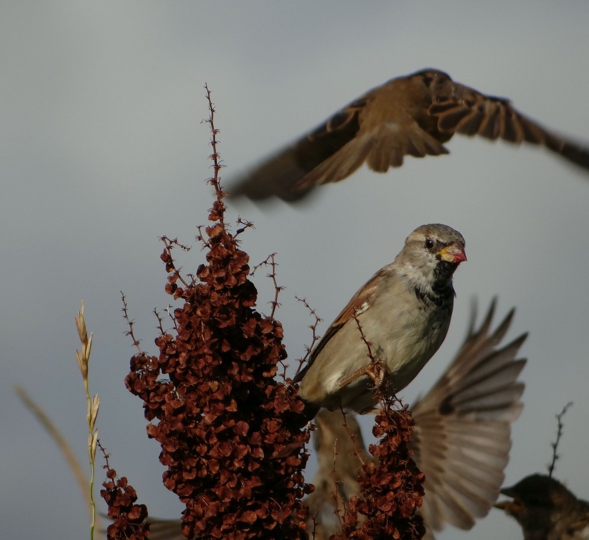 SPARROWS 34 300823.jpg