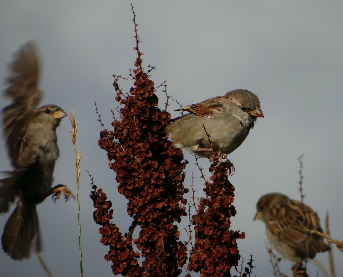 SPARROWS 36 300823.jpg