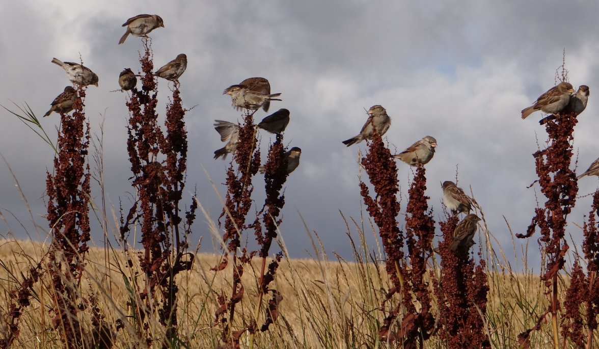 SPARROWS 37 300823.jpg