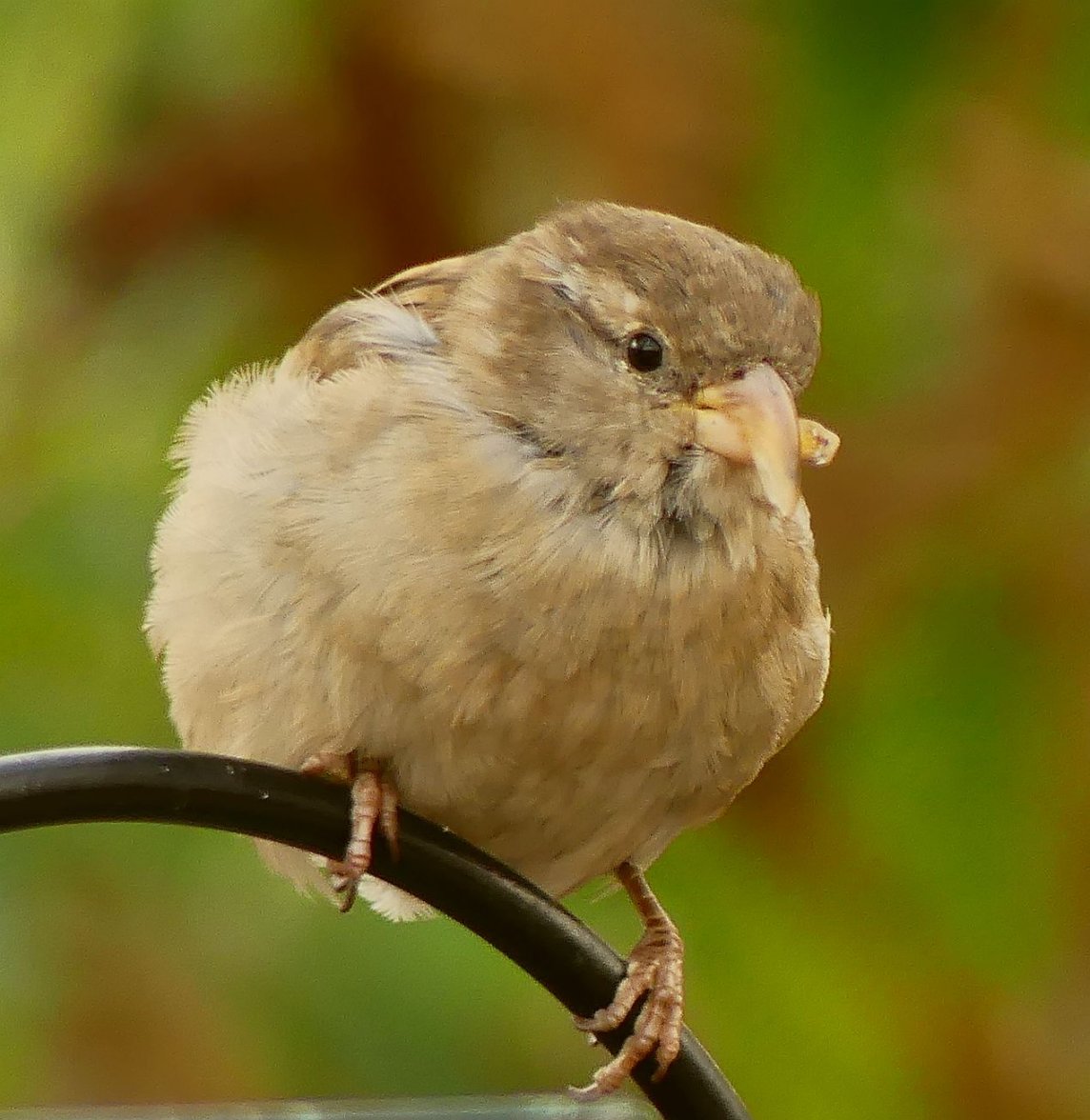 HEN SPARROW BEAK 4 300823.jpg