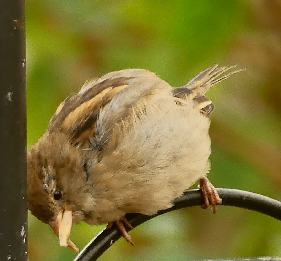 HEN SPARROW BEAK 5 300823.jpg