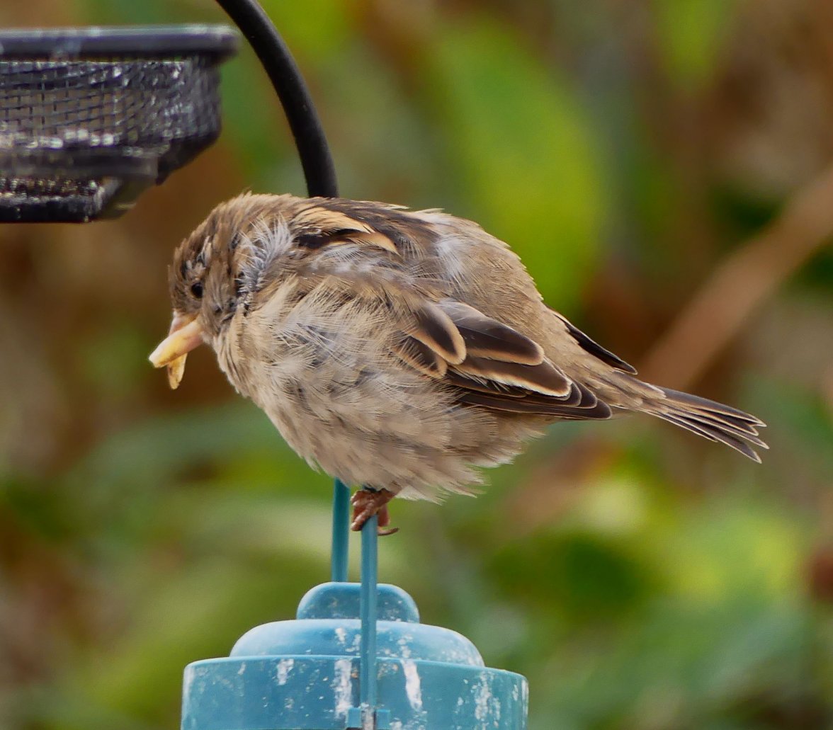 HEN SPARROW BEAK 7 300823.jpg