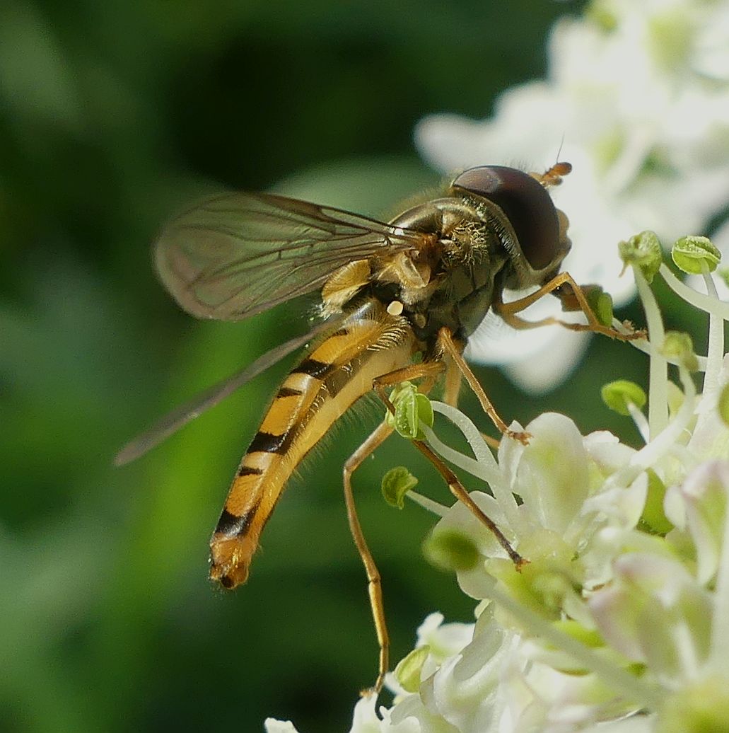 HOVER FLIES 4 310823.jpg