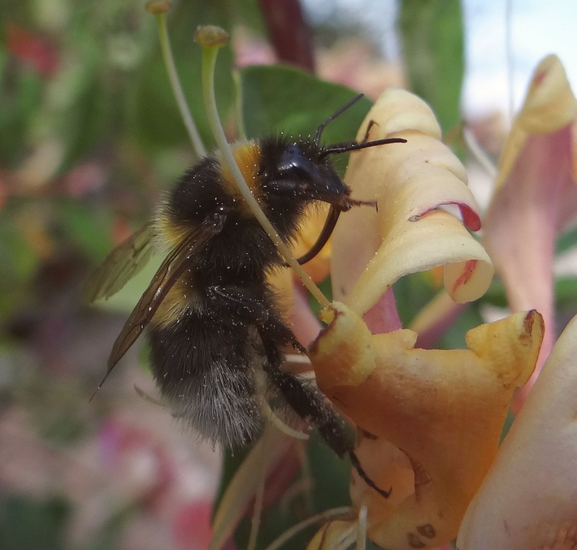 BUMBLE ON HONEYSUCKLE 6 010923.jpg