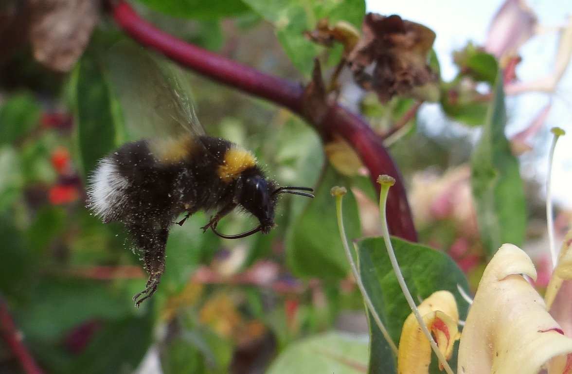 BUMBLE ON HONEYSUCKLE 7 010923.jpg