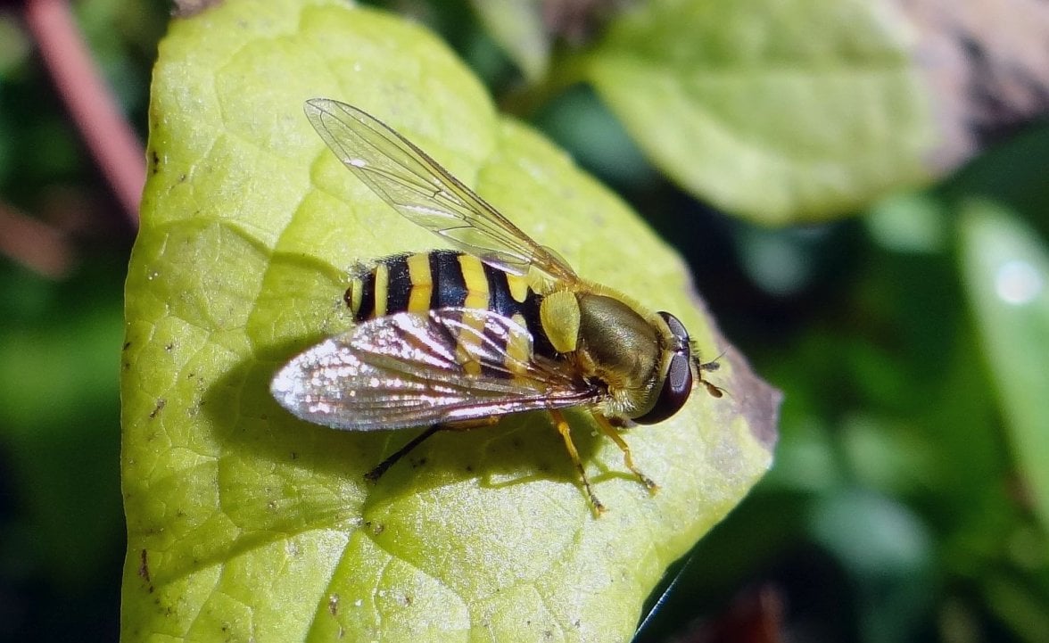 HOVERFLY 1 050923.jpg