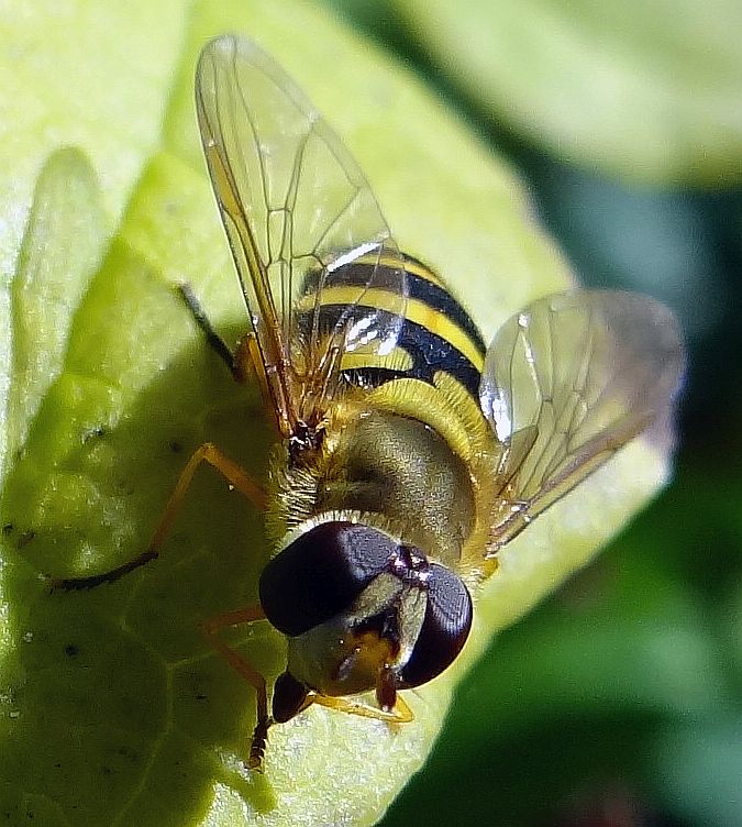 HOVERFLY 3 050923.jpg