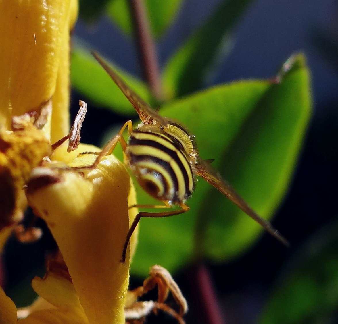 HOVERFLY 9 050923.jpg