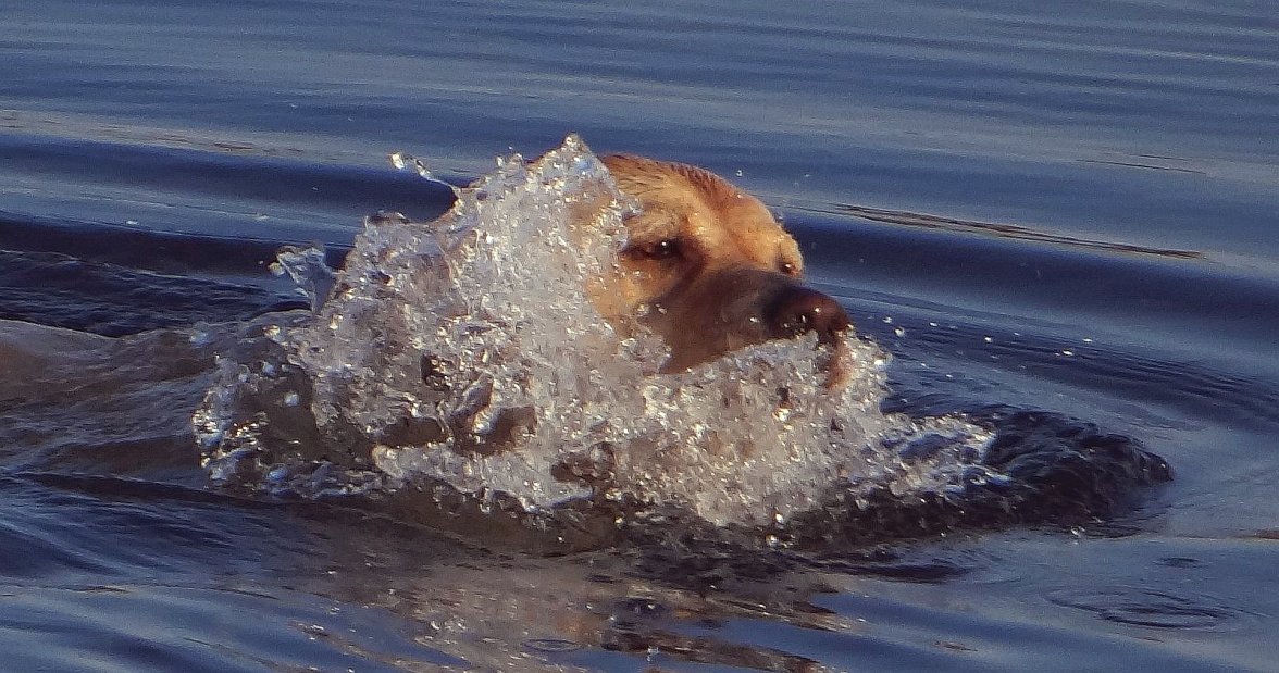 SEA DOG 8 090923-1.jpg