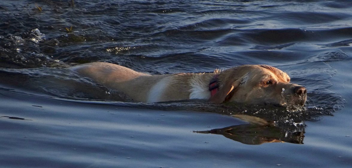 SEA DOG 10 090923-1.jpg