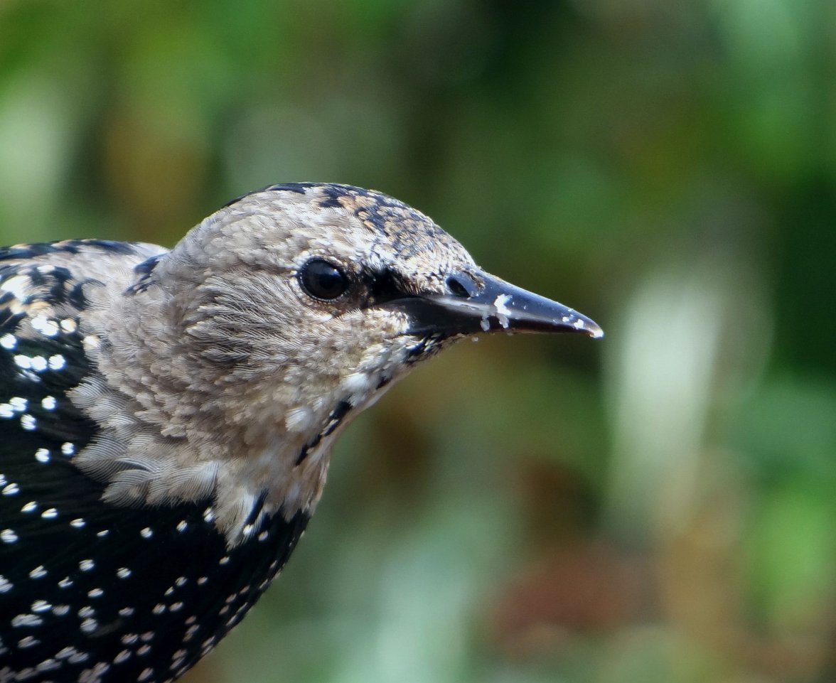 YOUNG STARLING 209 100923.jpg