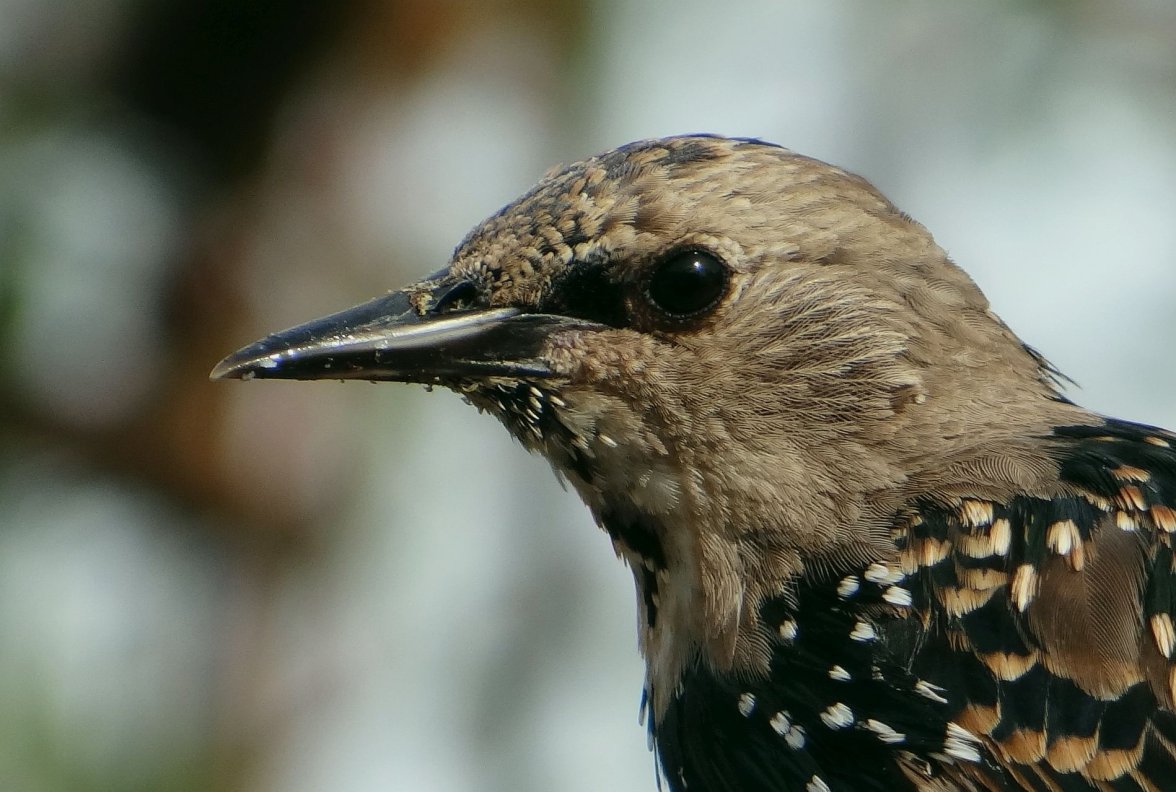 YOUNG STARLING 210 100923.jpg