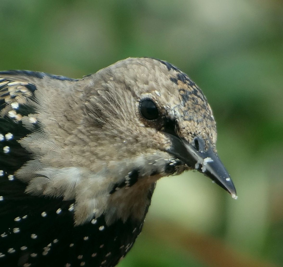 YOUNG STARLING 211 100923.jpg