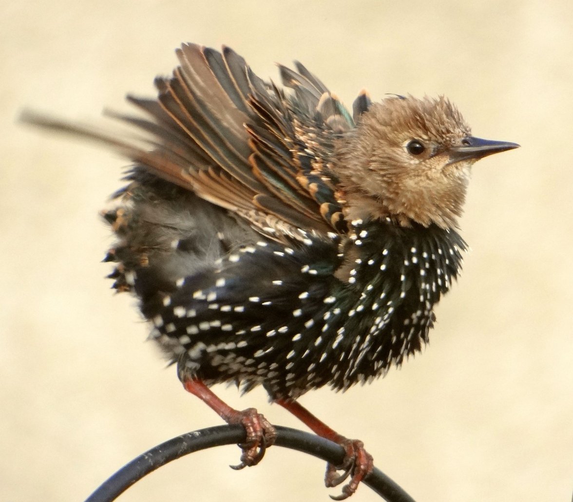 YOUNG STARLING 219 100923.jpg