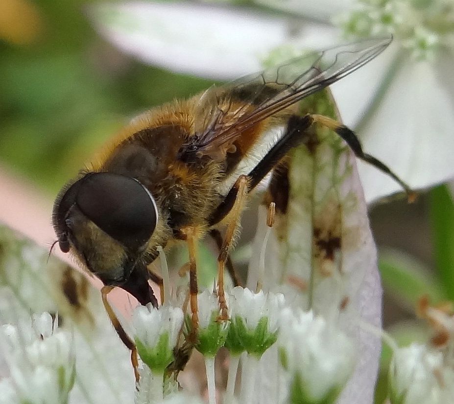 BEE 1 STAFFORD HOUSE 170923.jpg