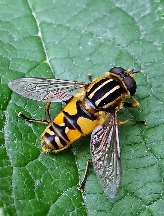 HOVERFLY 1 STAFFORD HOUSE 170923.jpg