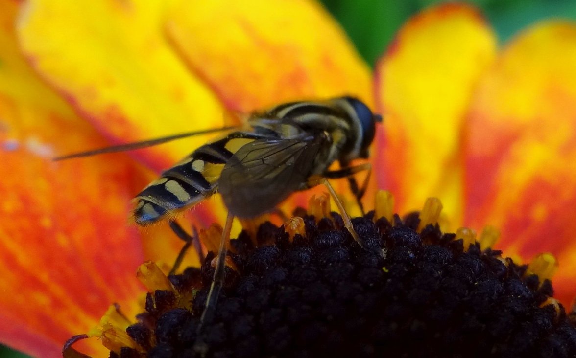 HOVERFLY 4 STAFFORD HOUSE 170923.jpg