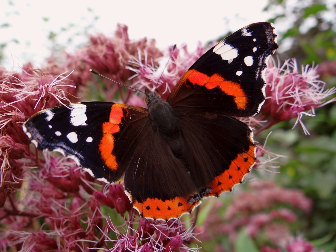 RED ADMIRAL 3 STAFFORD HOUSE 170923.jpg