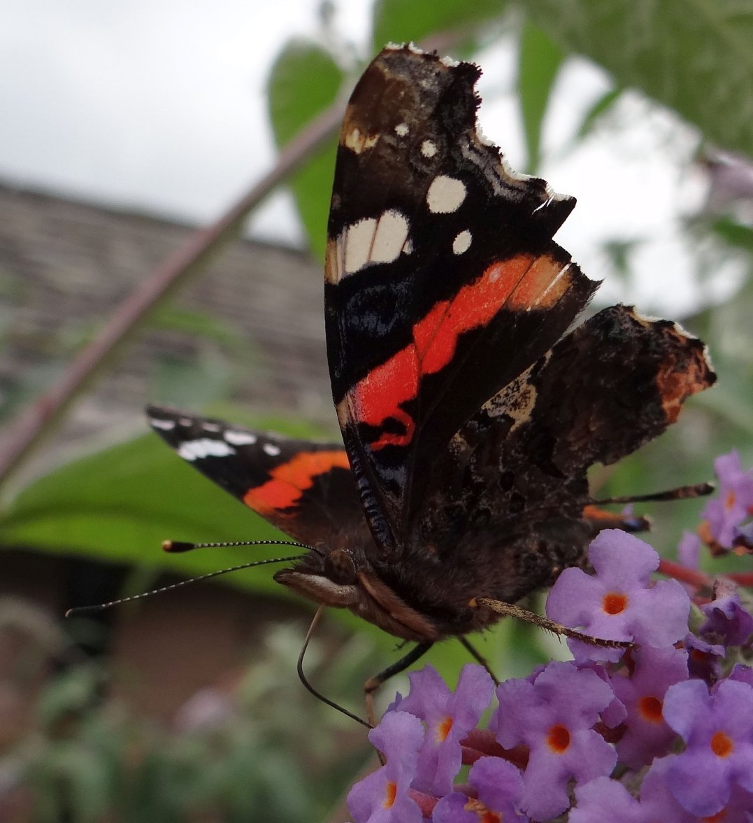 RED ADMIRAL 9 STAFFORD HOUSE 170923.jpg