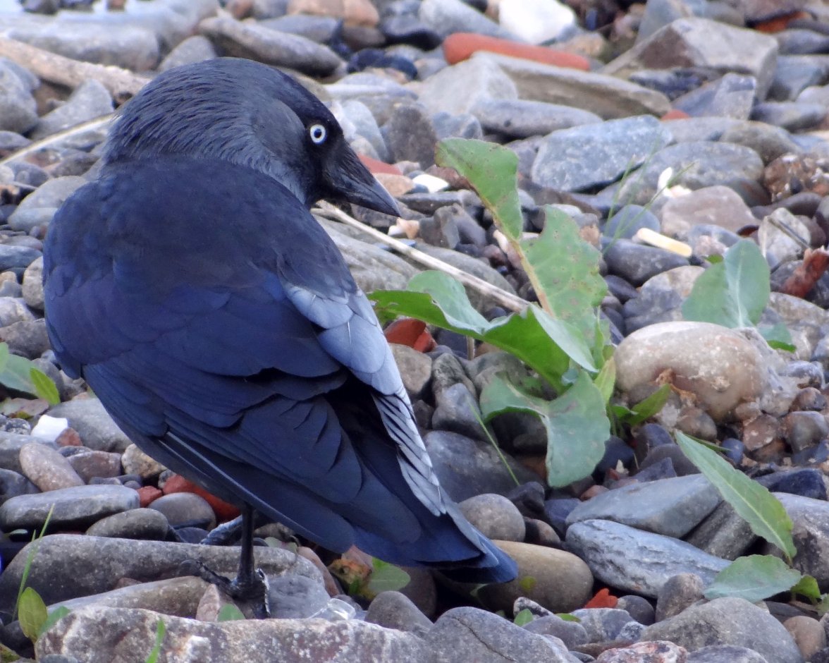 JACKDAW 6 280923.jpg