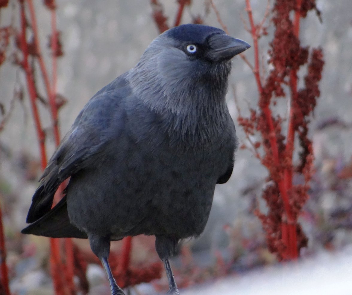 JACKDAW 9 280923.jpg