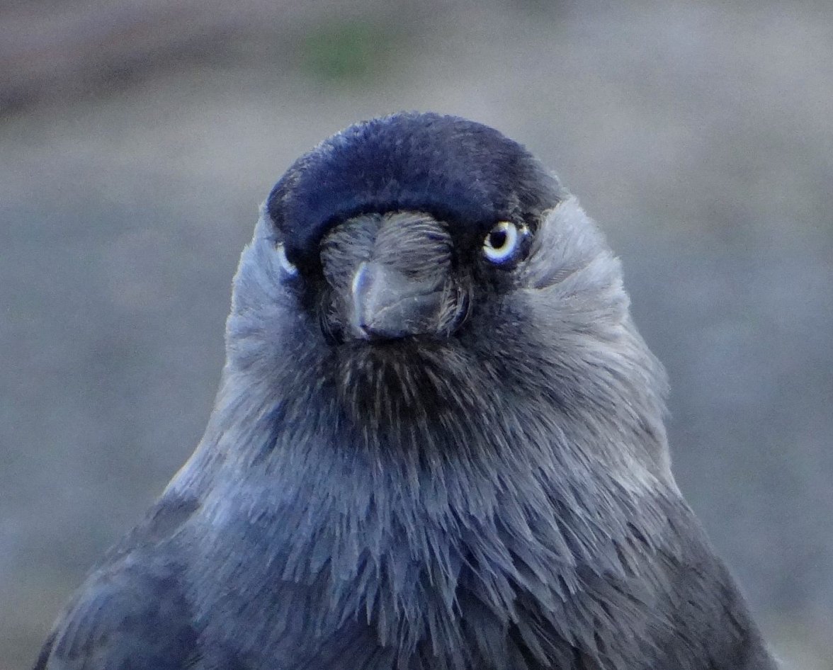 JACKDAW 12 280923.jpg