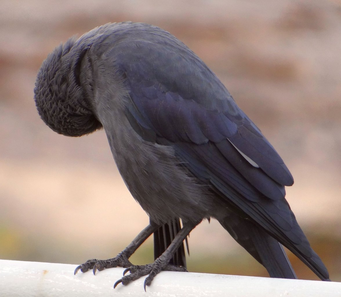 JACKDAW 20 300923.jpg