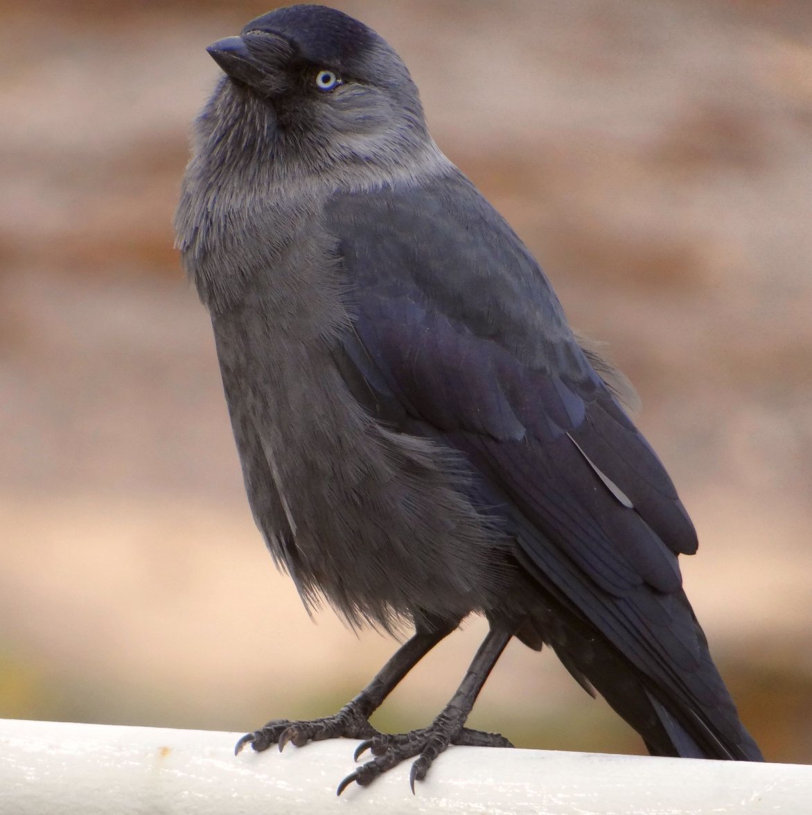 JACKDAW 22 300923.jpg