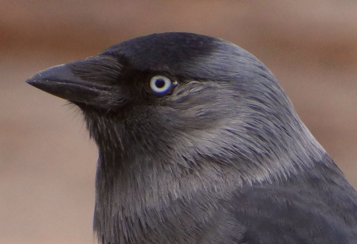 JACKDAW 27 300923.jpg