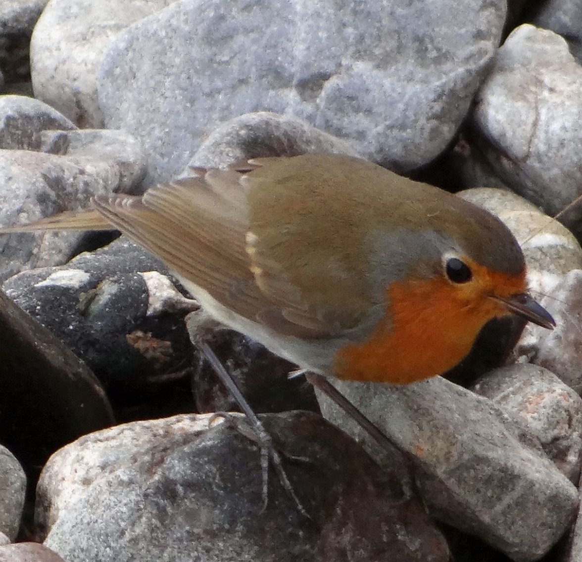 ROBIN 1 300923.jpg