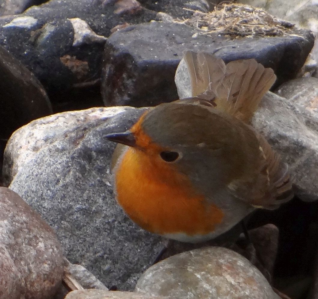 ROBIN 2 300923.jpg