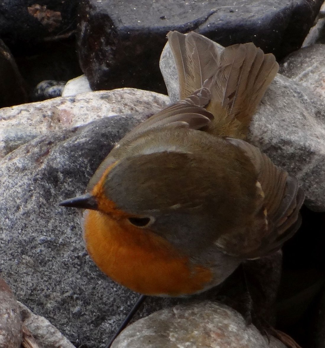 ROBIN 3 300923.jpg