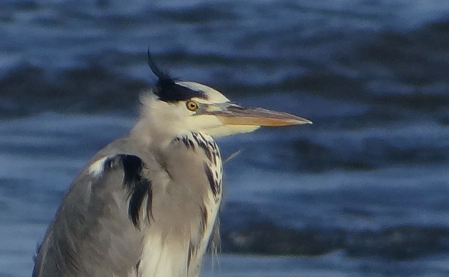 HERON 30 221023.jpg