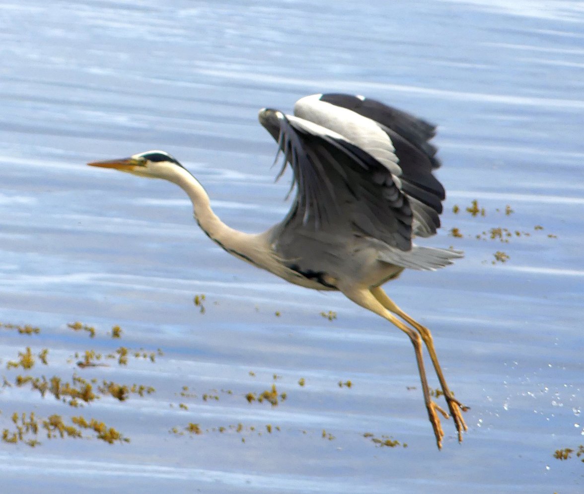 HERON 15 160723.jpg