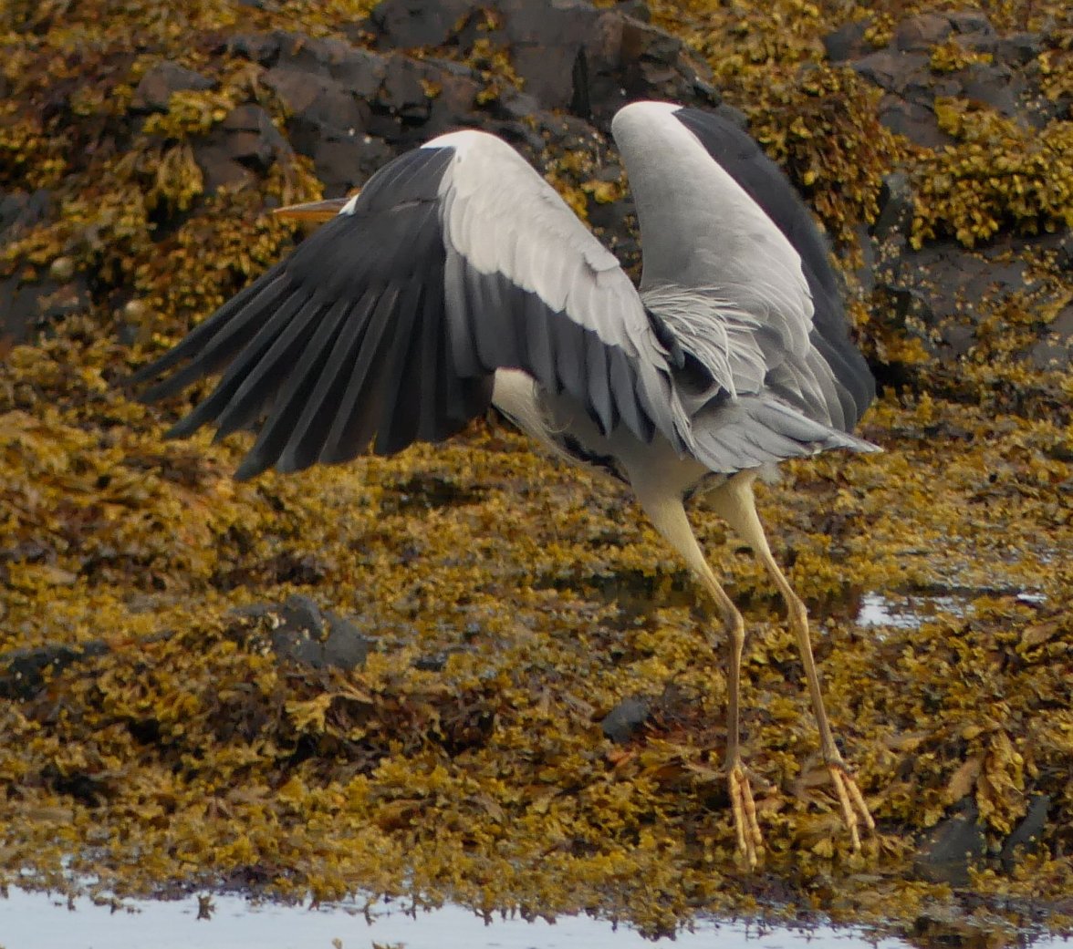 HERON 18 160723.jpg