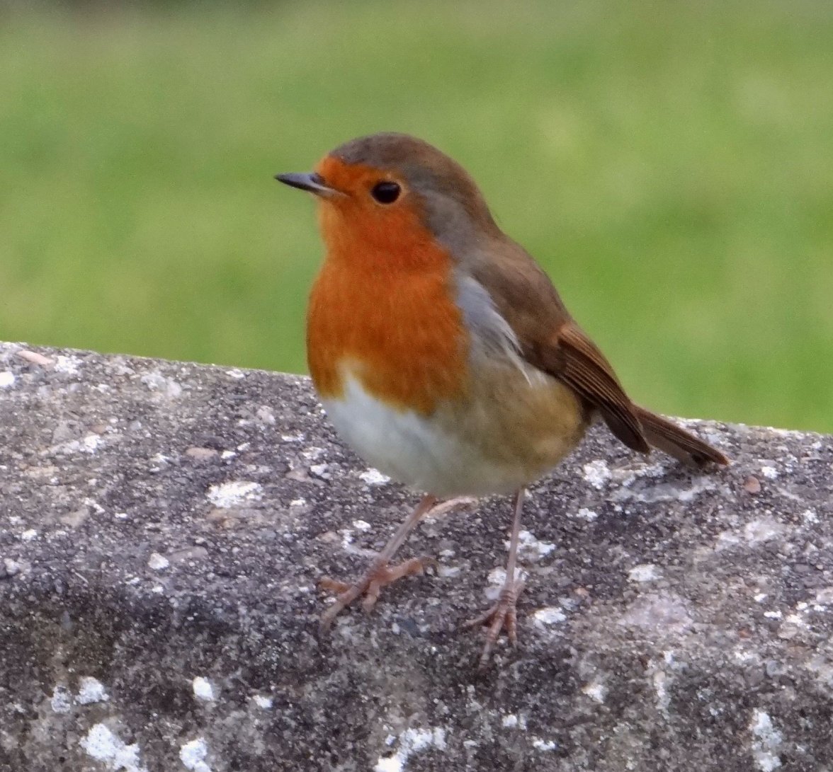 ROBIN 8 281023.jpg