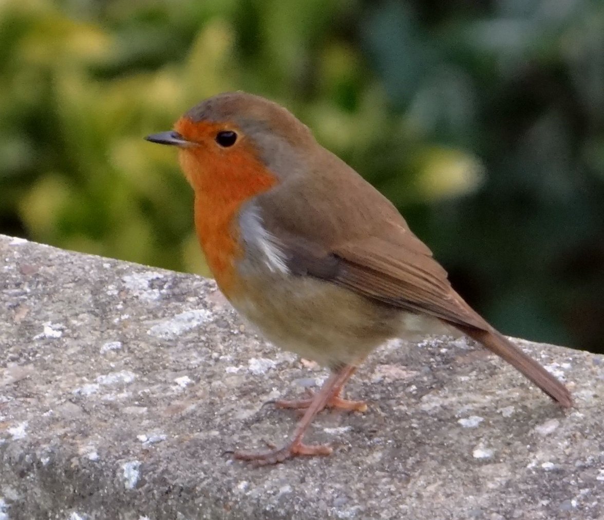 ROBIN 9 281023.jpg