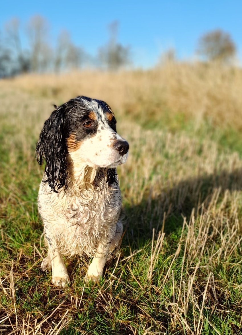 INCA at BOGNIE 1 041123.jpg