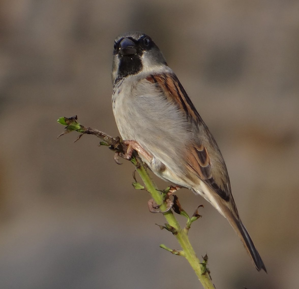 COCK SPARROW 33 051123.jpg