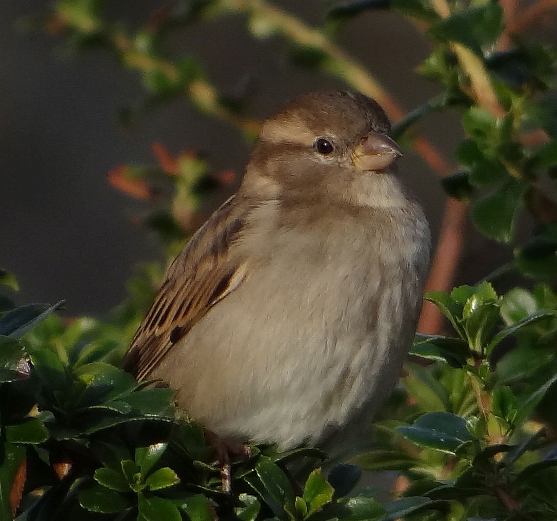 HEN SPARROW 62 051123.jpg