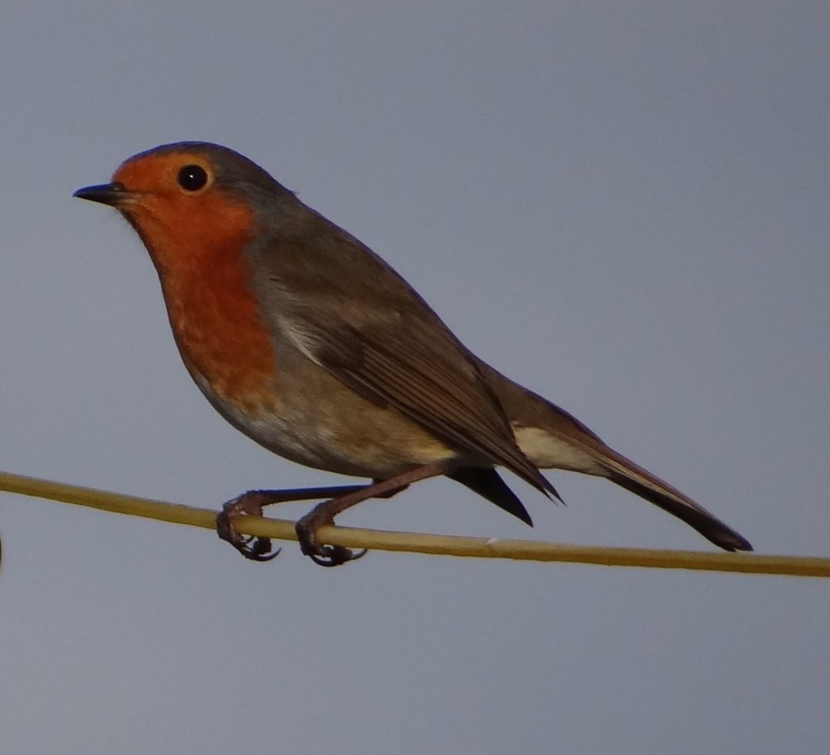 ROBIN 10 051123.jpg