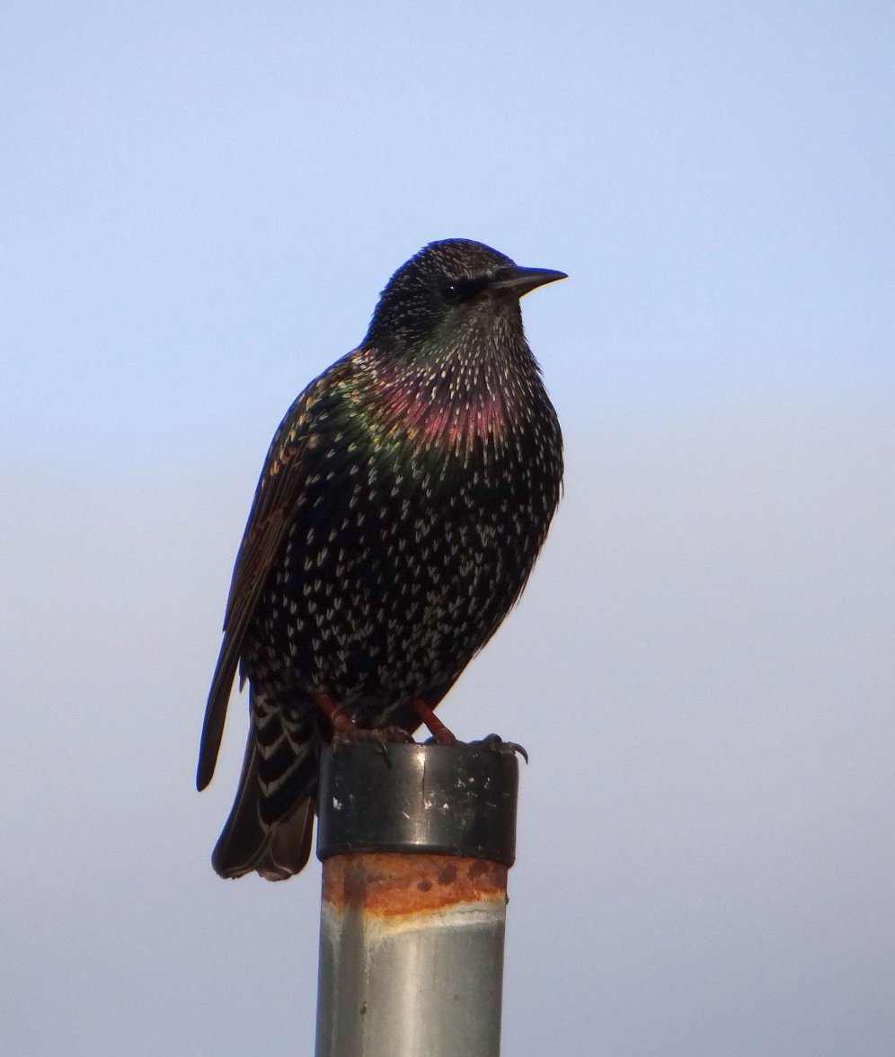 STARLING 78 051123.jpg