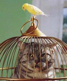 cat-bird-718738.jpg