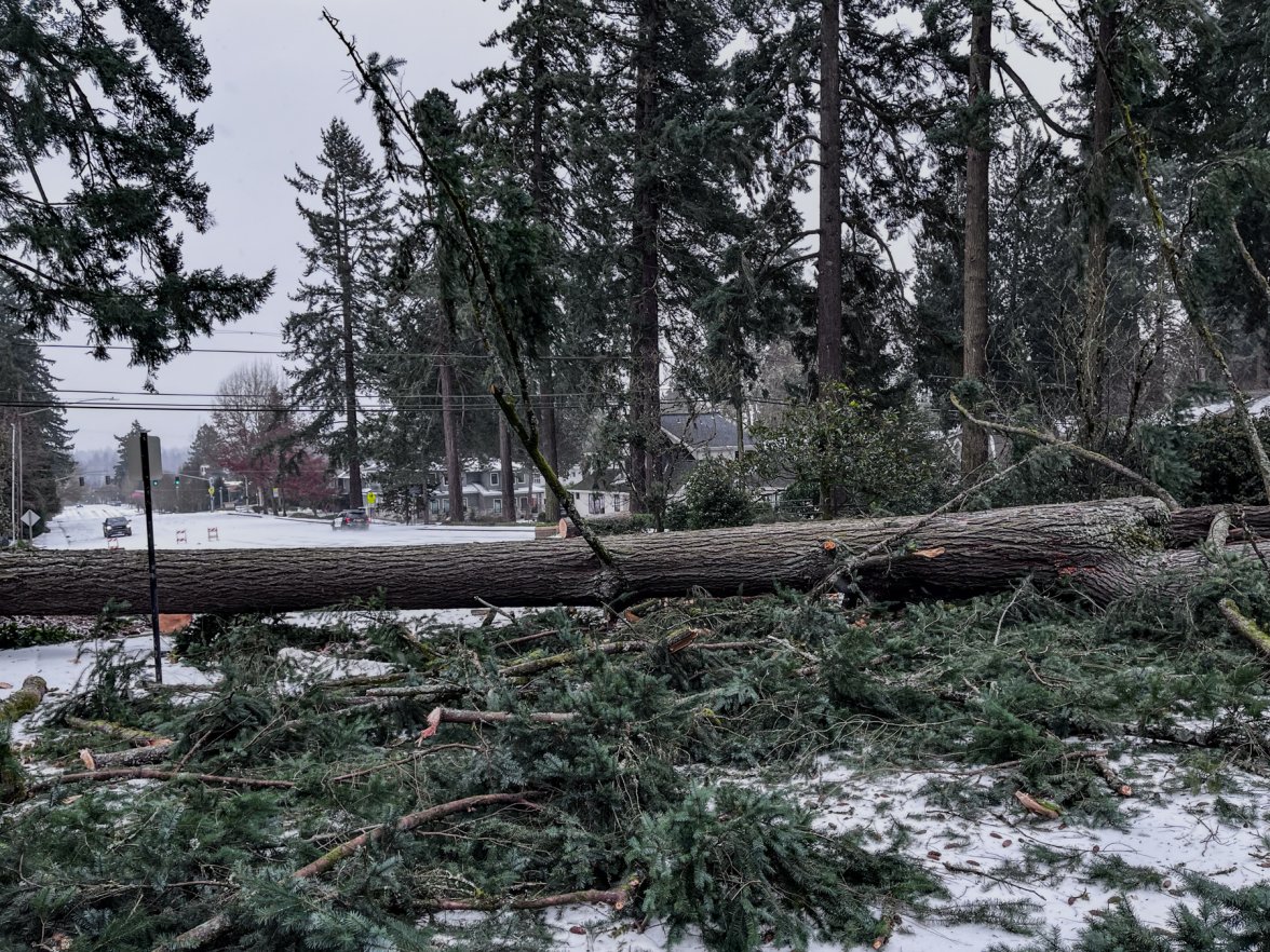 Lake Oswego Tree.jpg
