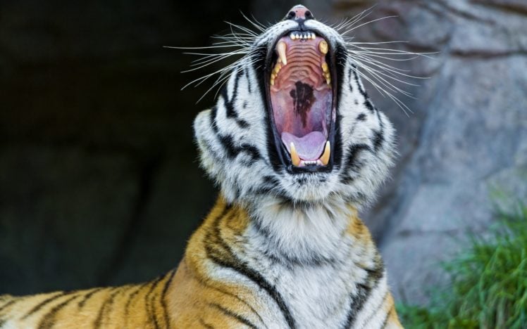 tiger maw.jpg